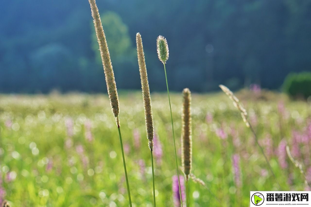 草在线观看:-探索新兴的在线草地文化